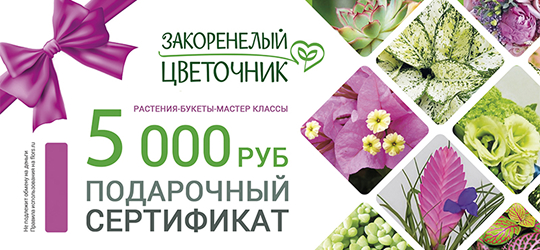 Сертификаты подарочные