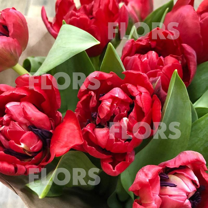 Букет тюльпанов красных, 11шт