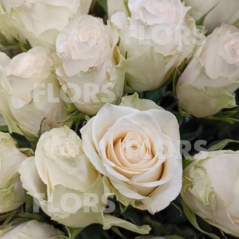 Букет белых роз, 51шт