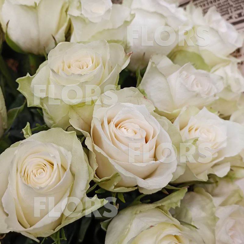 Букет белых роз, 51шт
