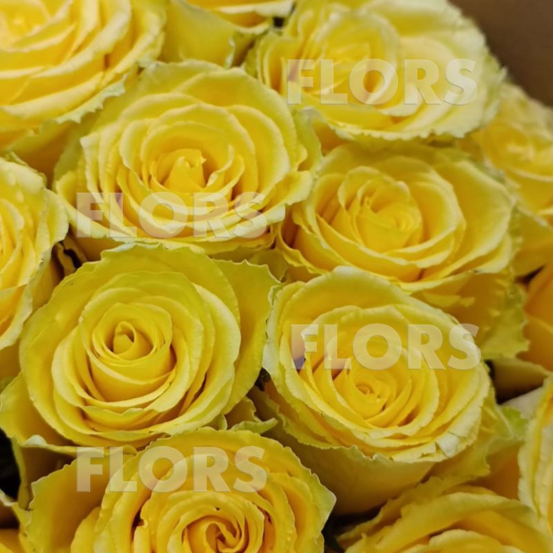 Букет желтых роз, 25шт