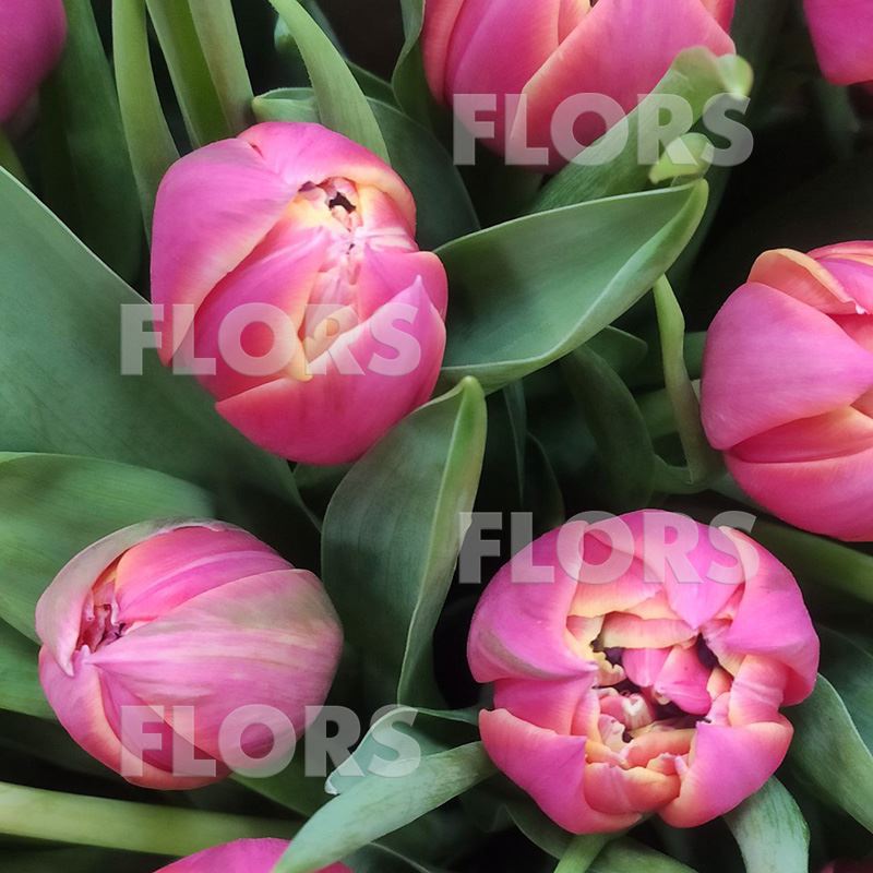Букет тюльпанов розовых, 21шт