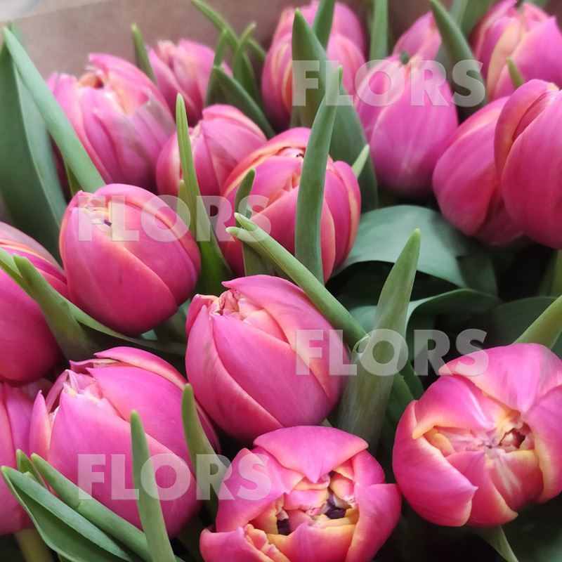 Букет тюльпанов розовых, 35шт