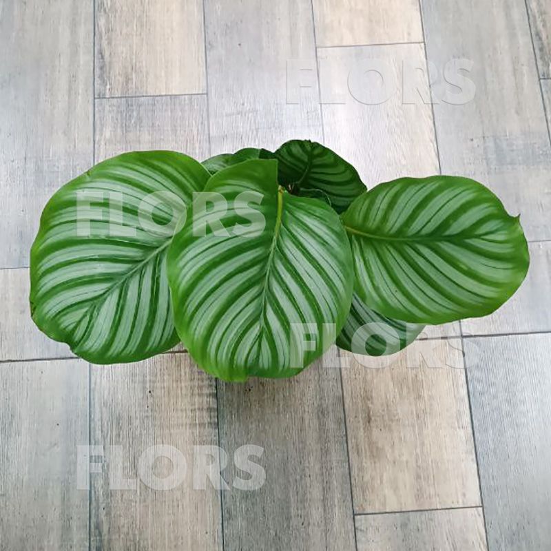 Calathea Majestica White Star Калатея Мажестика