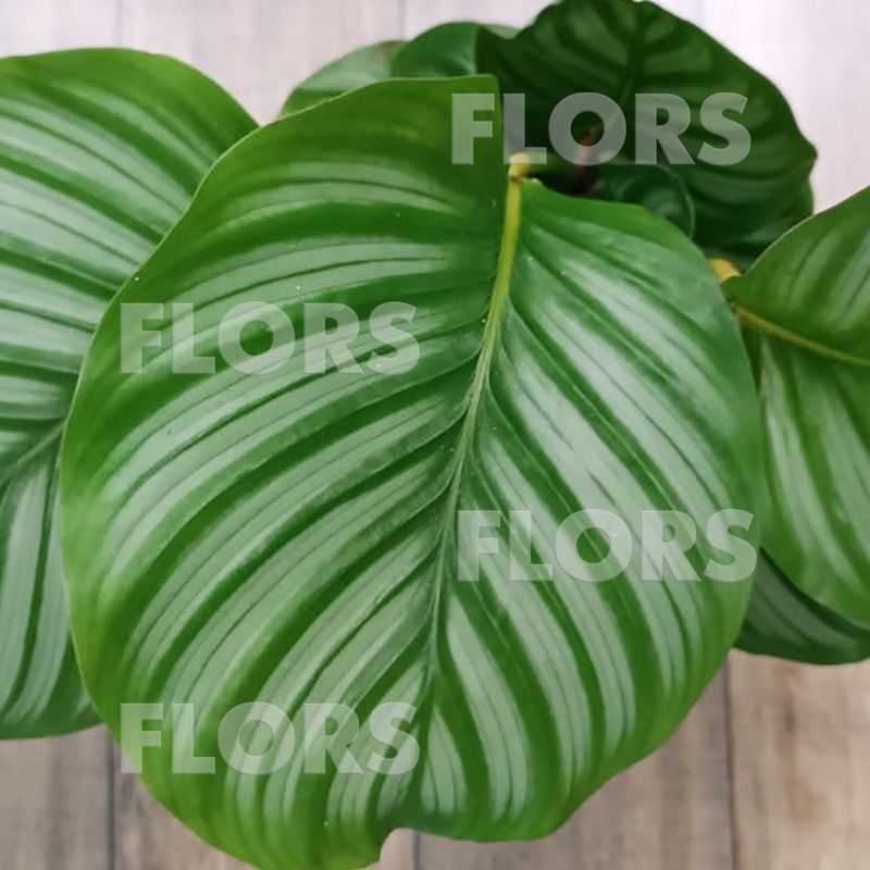 Calathea Majestica White Star Калатея Мажестика