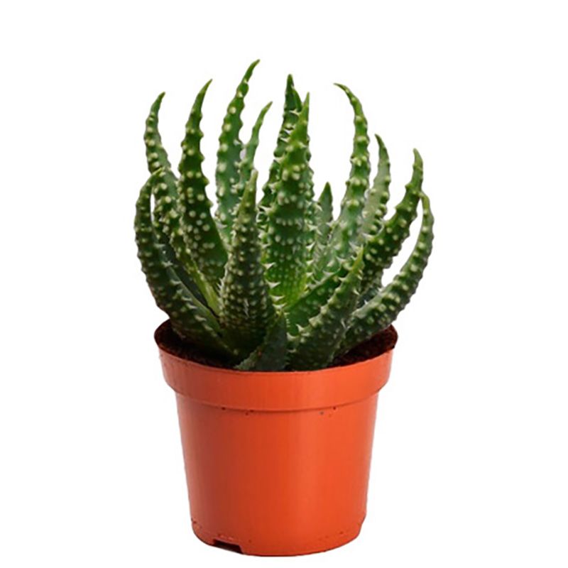 Суккулент Алоэ Хумилис