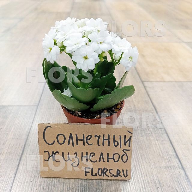 Каланхоэ Календива белое