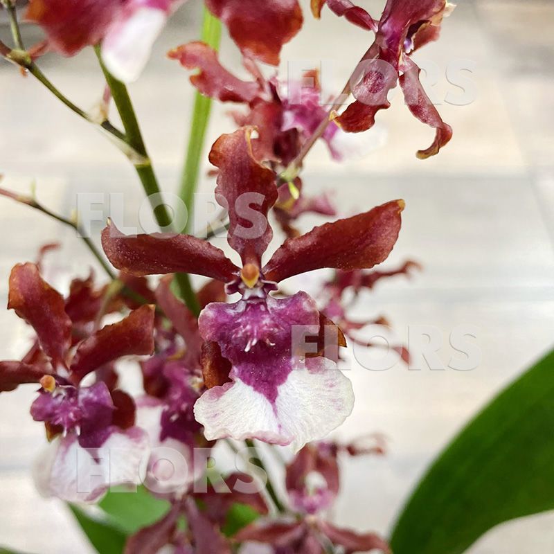Орхидея Онцидиум Шерри Бэби 1ств.