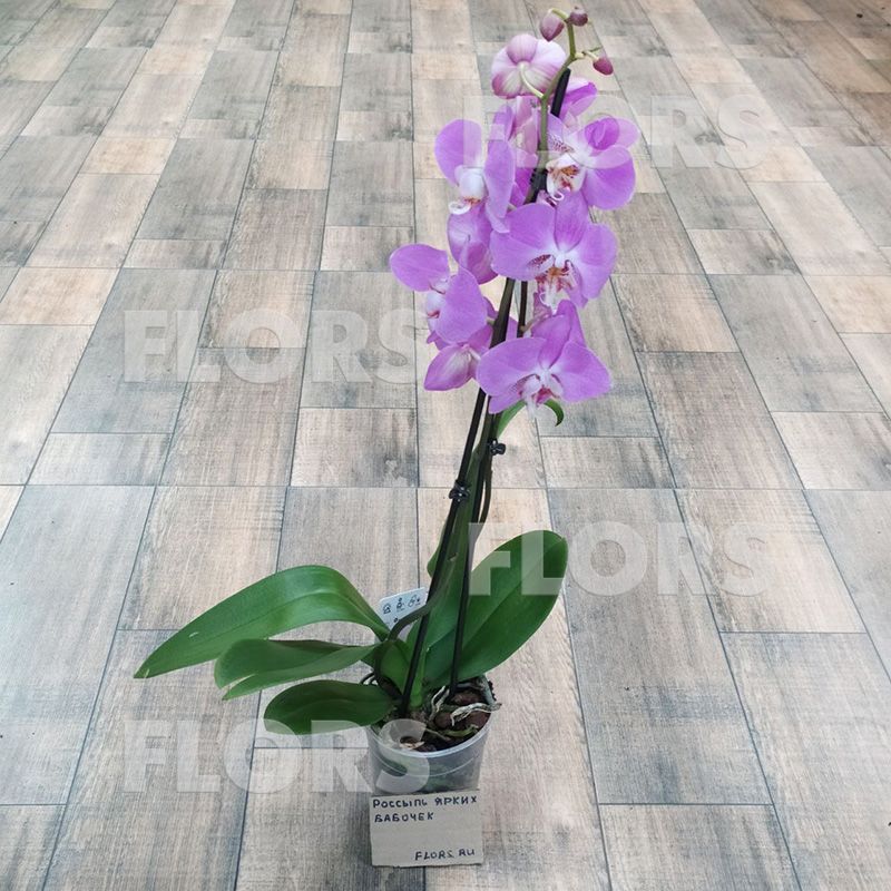 Орхидея Фаленопсис Мальва 2ств.