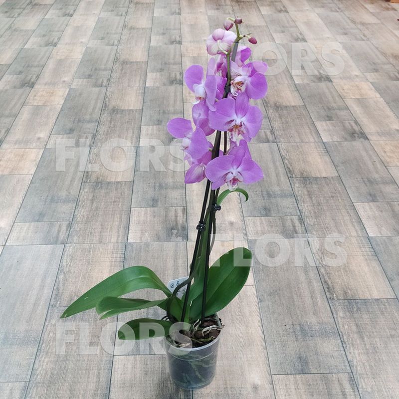 Орхидея Фаленопсис Мальва 2ств.