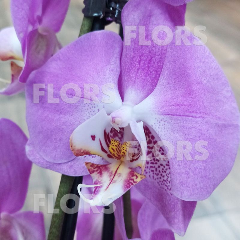 Орхидея Фаленопсис Мальва 2ств.