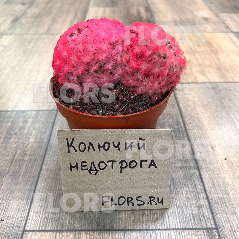 Кактус Рэйнбоу крашеный розовый