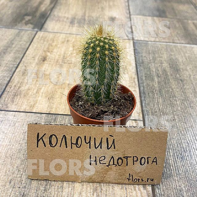 Кактус Зуил