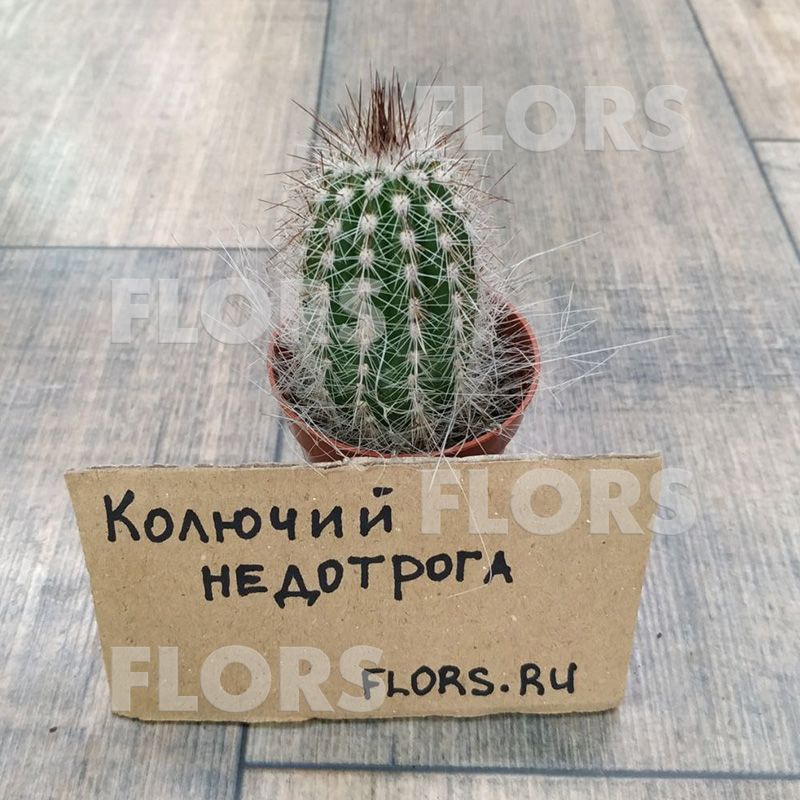 Кактус Пилозоцереус Хризостеле