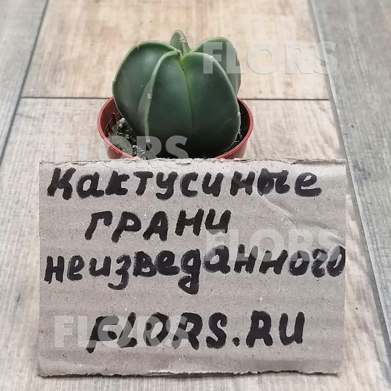 Суккулент Астрофитум Мириостигма Нудум