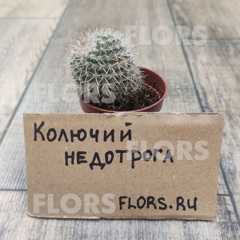 Кактус Маммиллярия Игнота