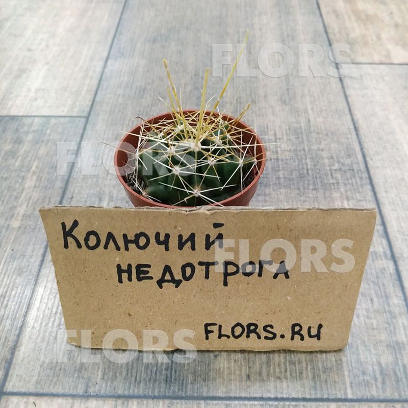 Кактус Хаматокактус Сетиспинус