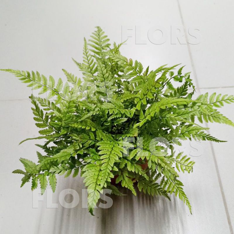 Папоротник Полистихум Риген