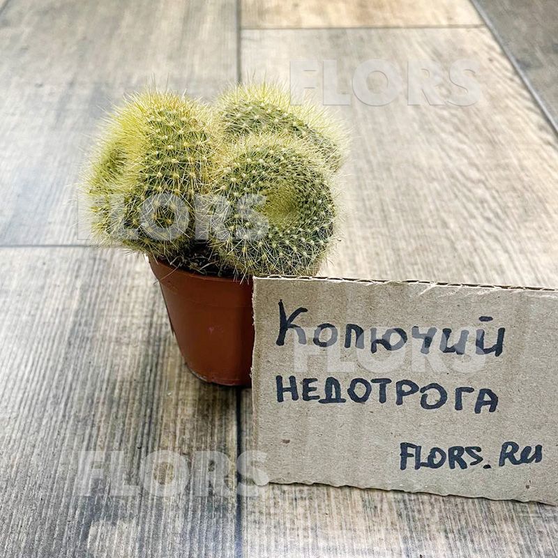 Кактус Бразиликактус Хазельберга