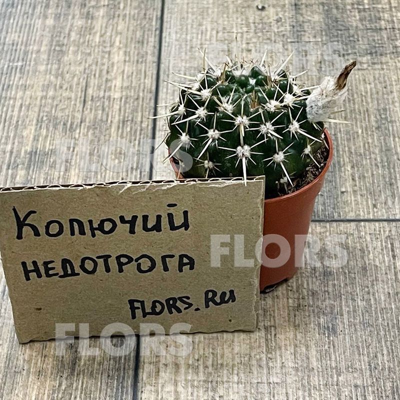Кактус Нотокактус Субмамолозус