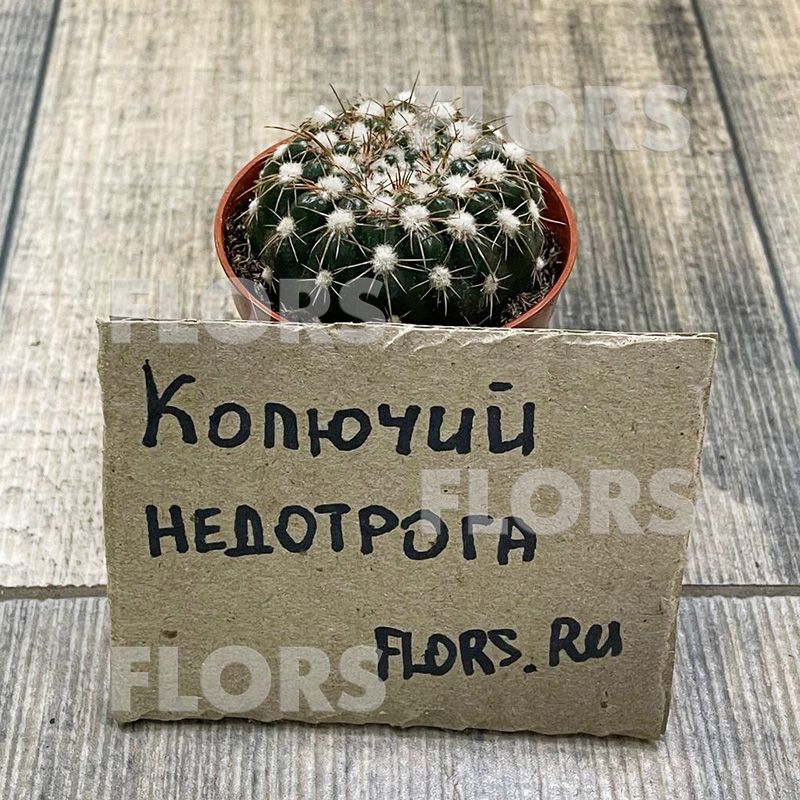 Кактус Нотокактус Флорикомус