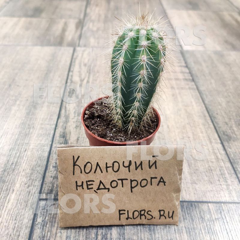 Кактус Пилозоцереус Пахикладус