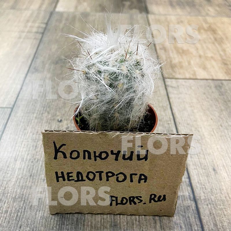 Кактус Ореоцереус Цельса