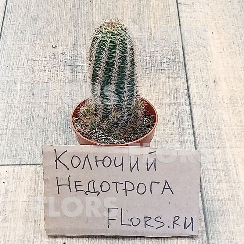 Кактус Пахицереус Буст