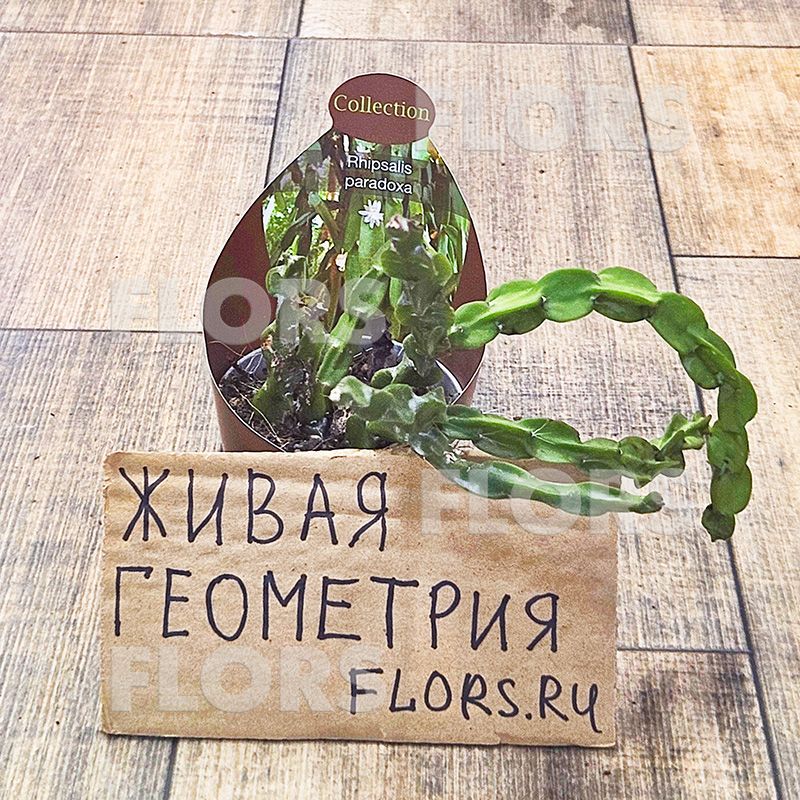 Рипсалис Парадокса