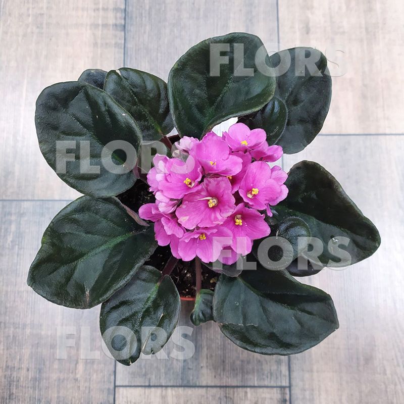 Фиалка Сити-Лайн Вена розовая