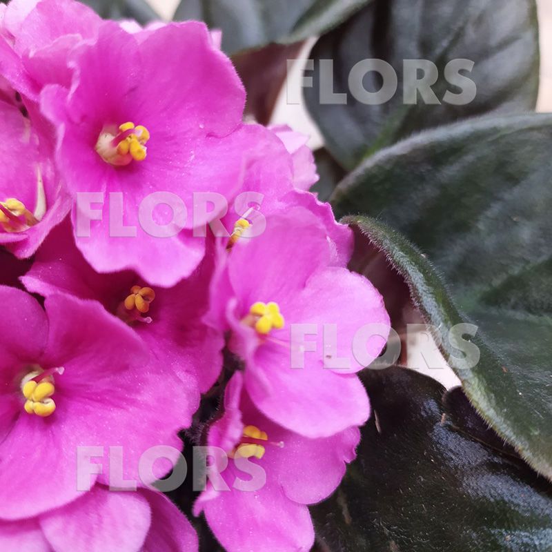 Фиалка Сити-Лайн Вена розовая