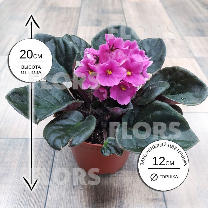 Фиалка Сити-Лайн Вена розовая