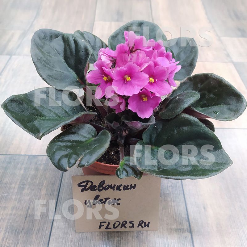 Фиалка Сити-Лайн Вена розовая