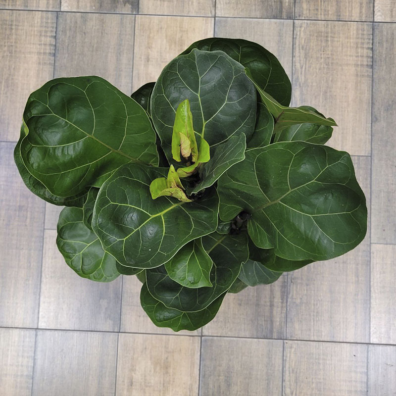 Фикус Лирата Бамбино