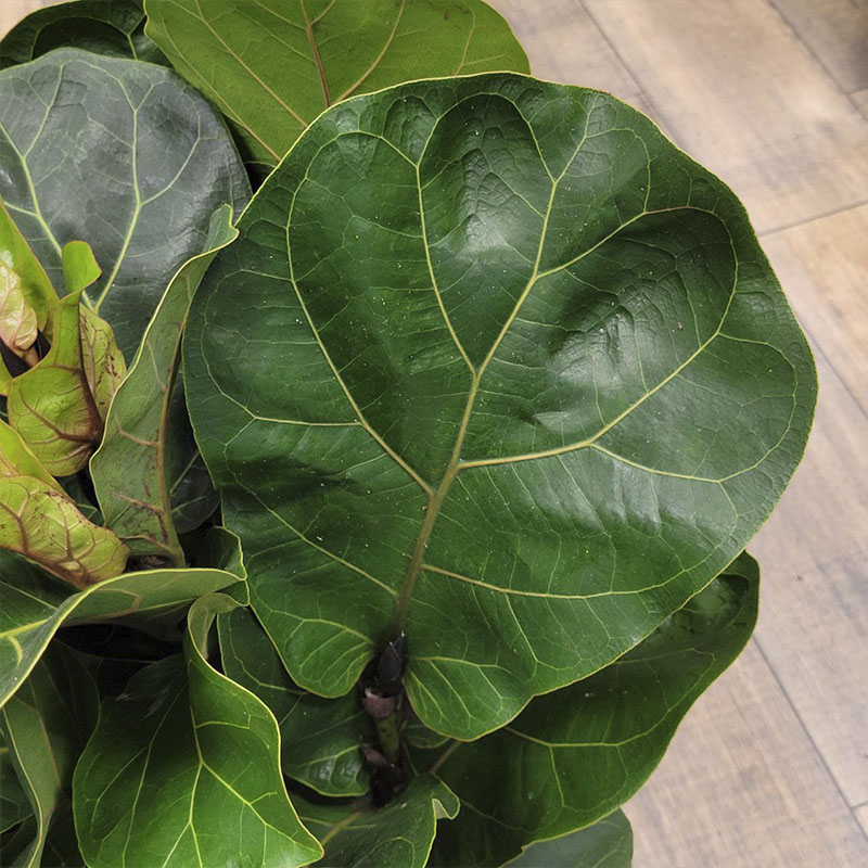 Фикус Лирата Бамбино