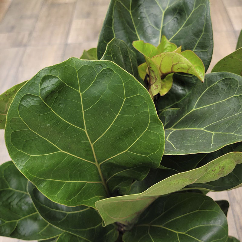 Фикус Лирата Бамбино