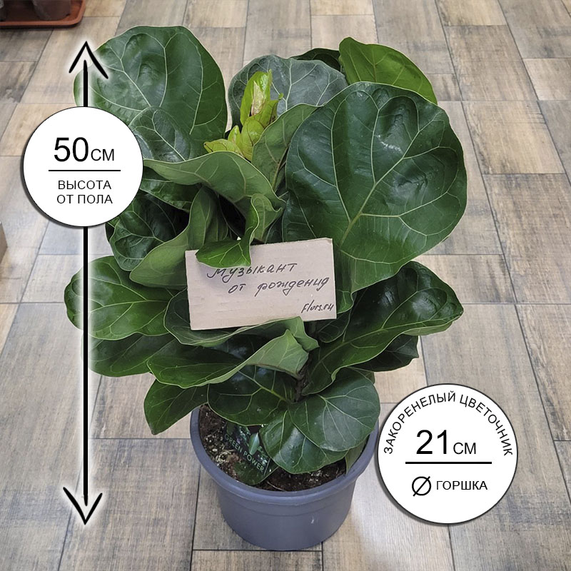 Фикус Лирата Бамбино