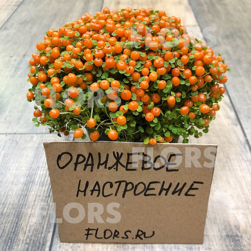 Нертера Астрид