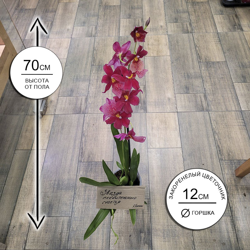 Орхидея Камбрия Нелли Айслер 1ств.