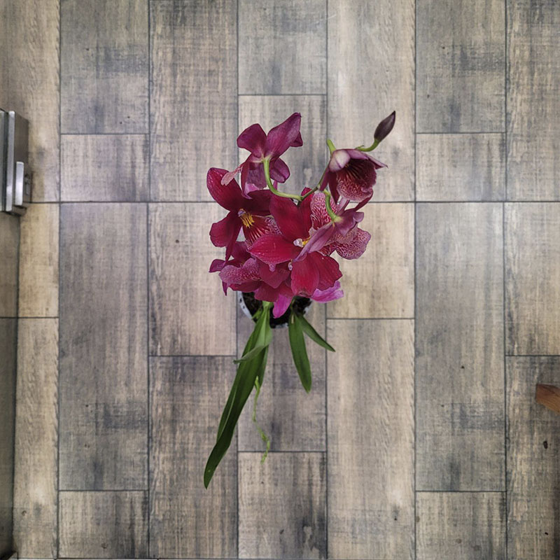 Орхидея Камбрия Нелли Айслер 1ств.