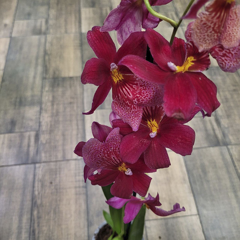 Орхидея Камбрия Нелли Айслер 1ств.