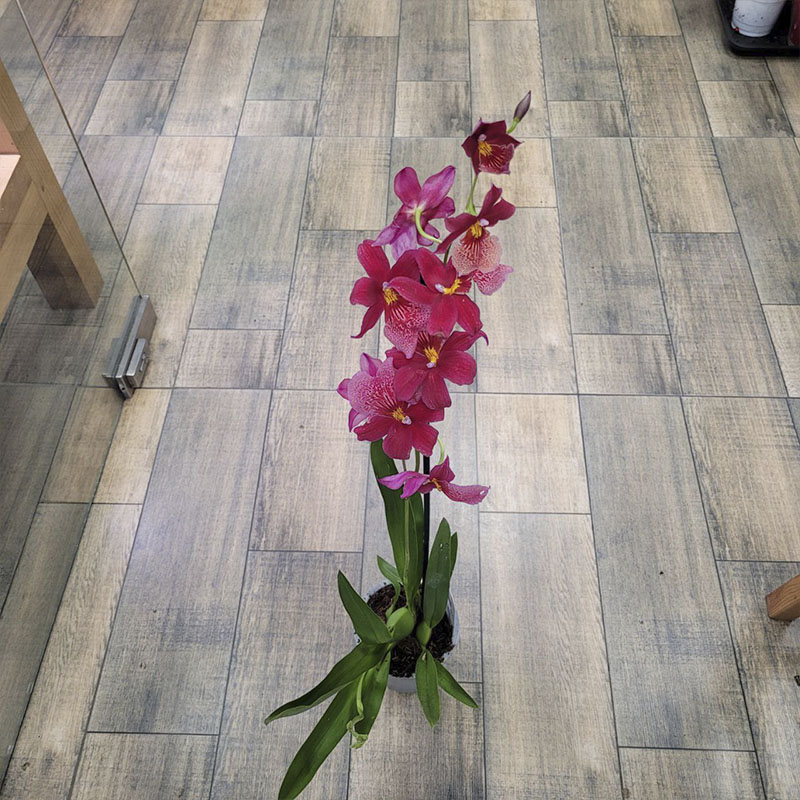 Орхидея Камбрия Нелли Айслер 1ств.