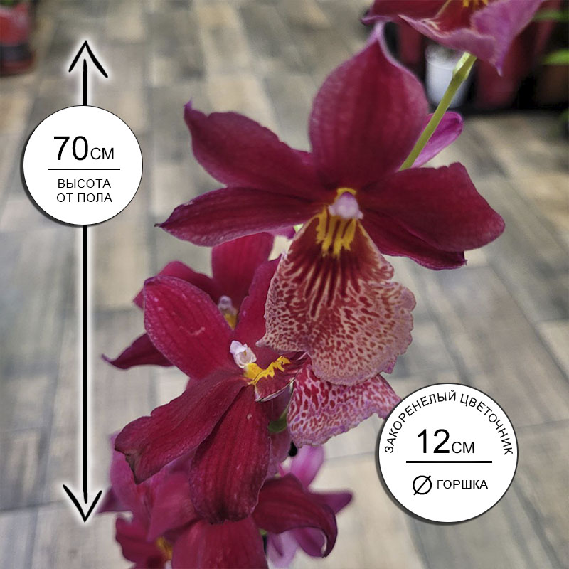 Орхидея Камбрия Нелли Айслер 1ств.