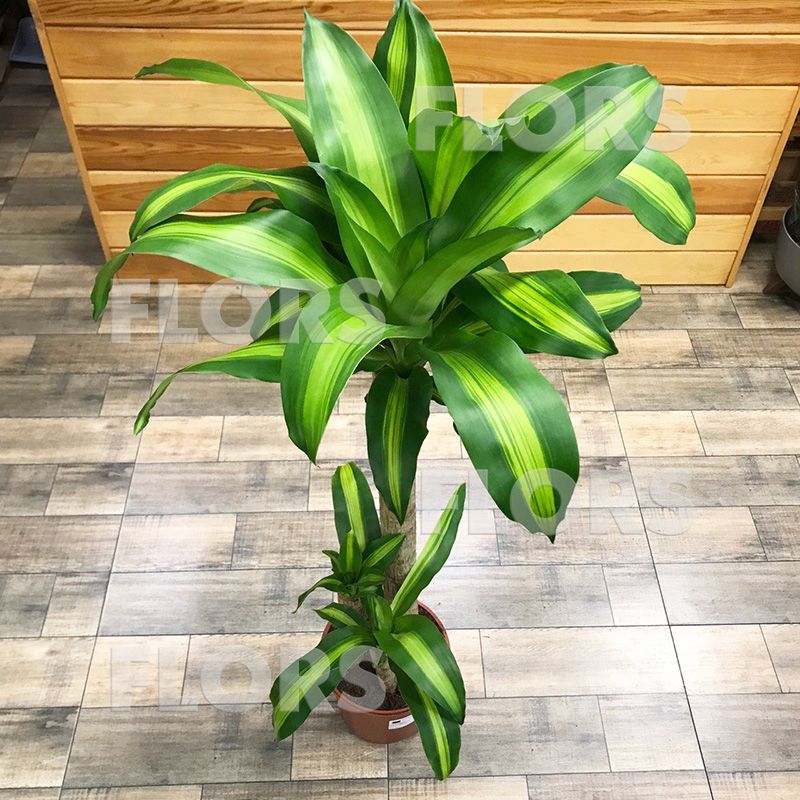 Драцена Массанжеана 3ств.