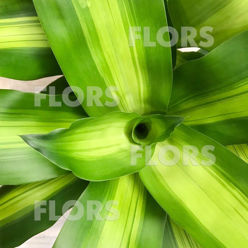 Драцена Массанжеана 3ств.