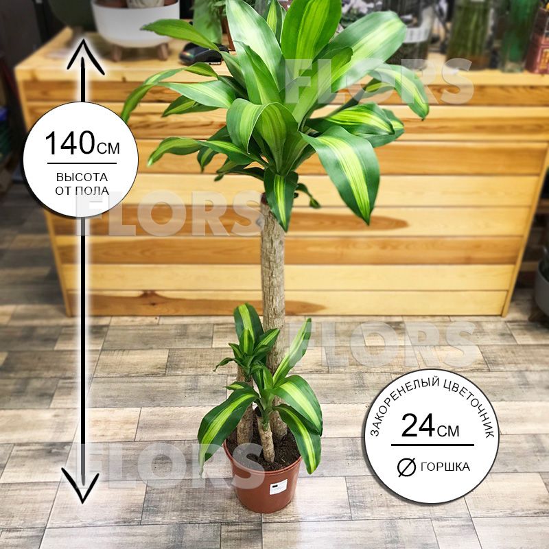 Драцена Массанжеана 3ств.