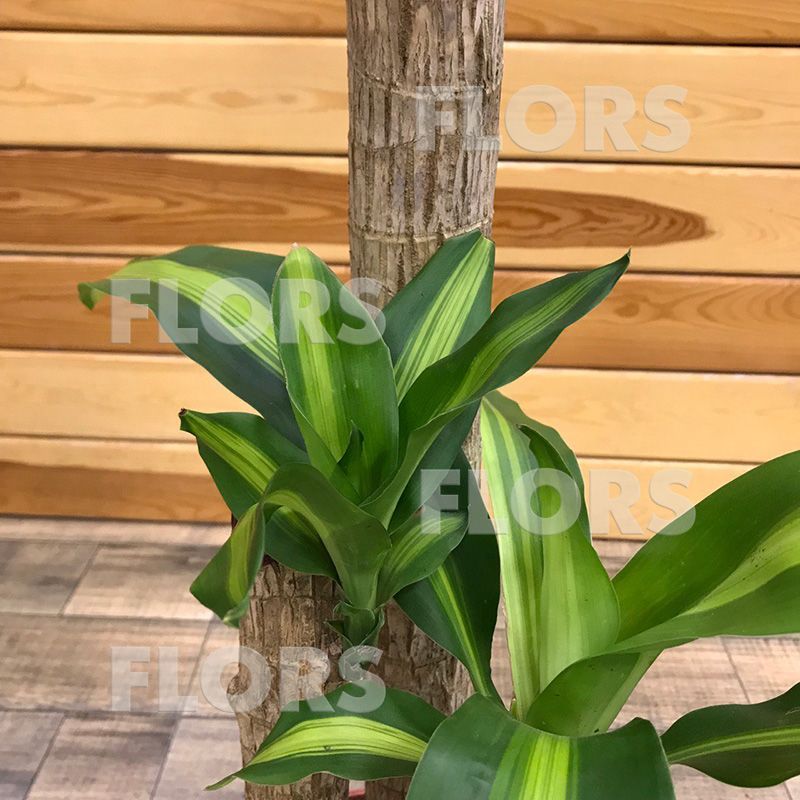 Драцена Массанжеана 3ств.