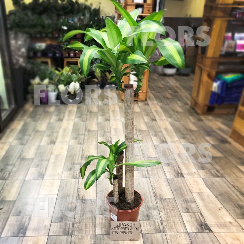 Драцена Массанжеана 3ств.