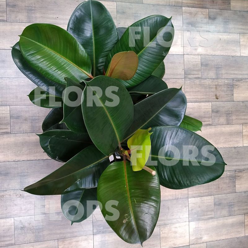 Фикус Эластика Робуста 3ств.