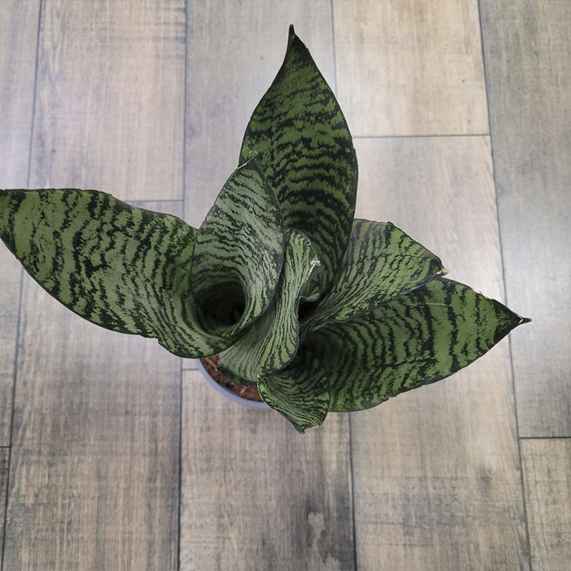 Сансевиерия Блэк Корал